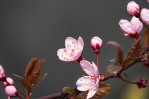 Charry Plum Foto von Didgeman_pixabay