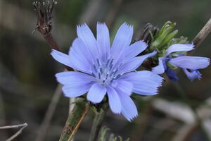 Chicory Foto von Dieter444_pixabay