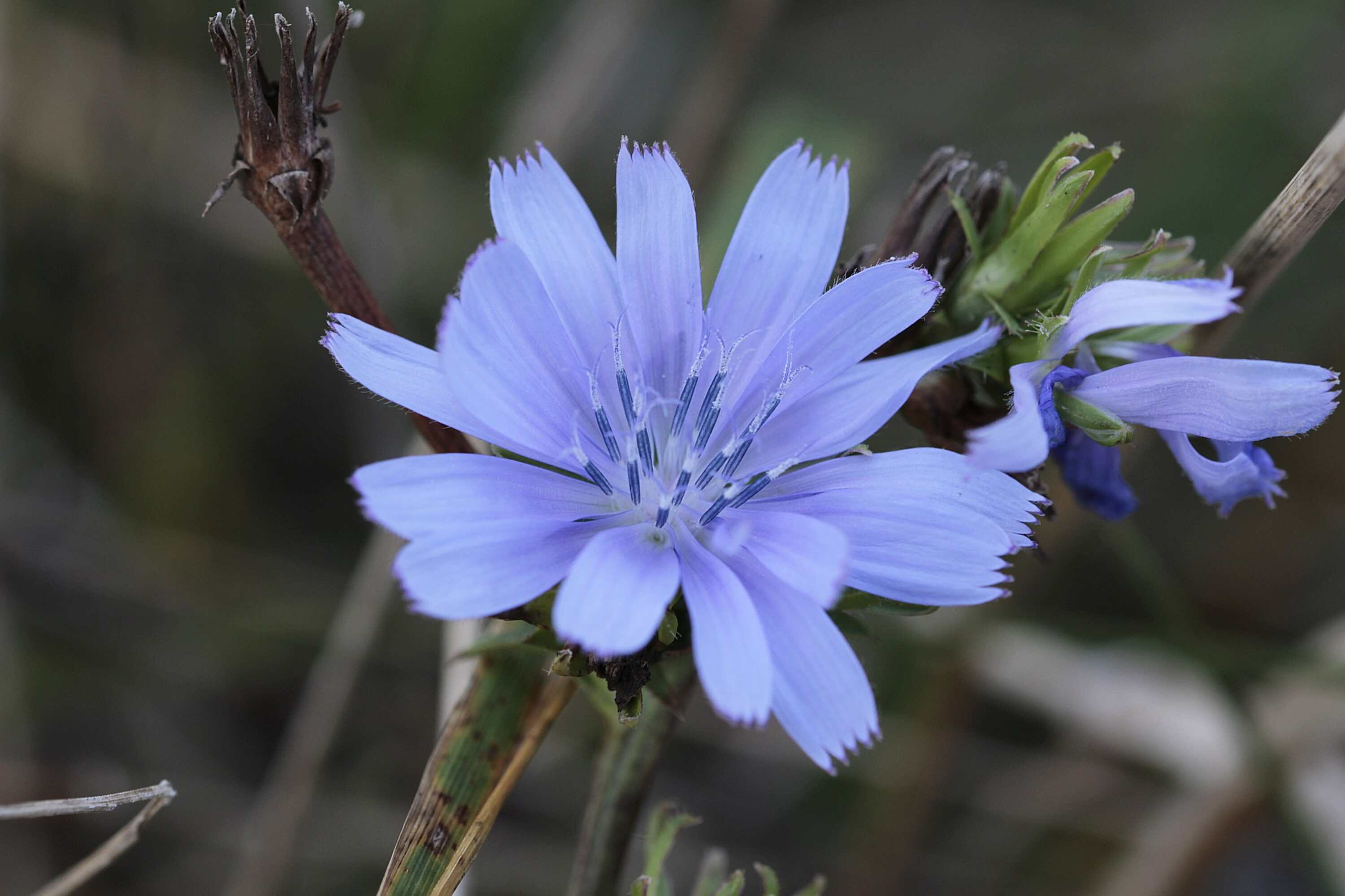 Chicory Foto von Dieter444_pixabay