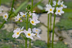 Water Violet Foto von shutterstock_kristof lauwers