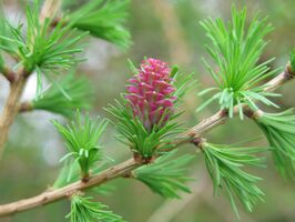 Larch nach Bach Foto von PixxlTeufel_pixabay