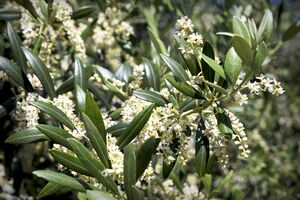 Olive mit Blueten Foto von rumpel_pixabay