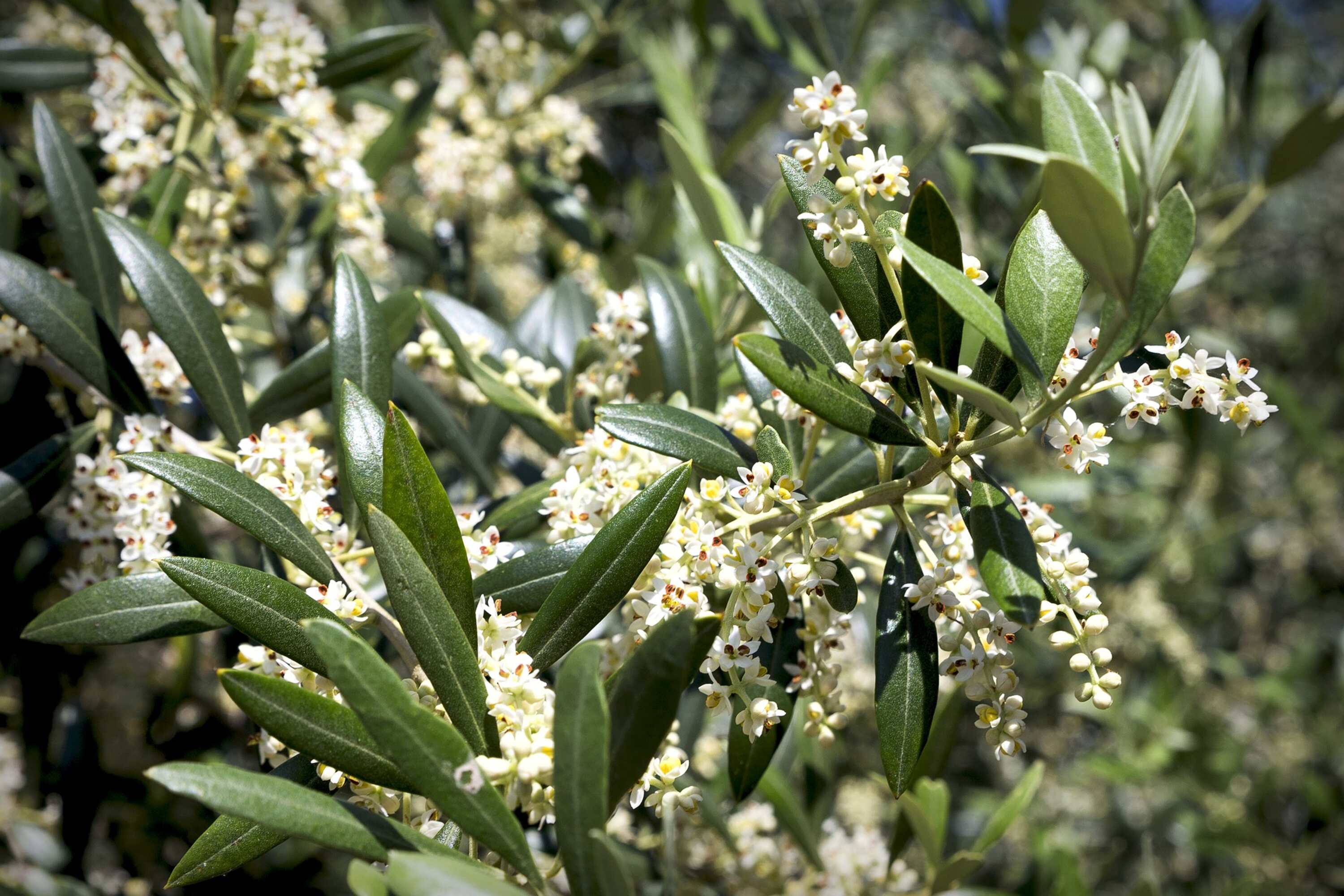 Olive mit Blueten Foto von rumpel_pixabay
