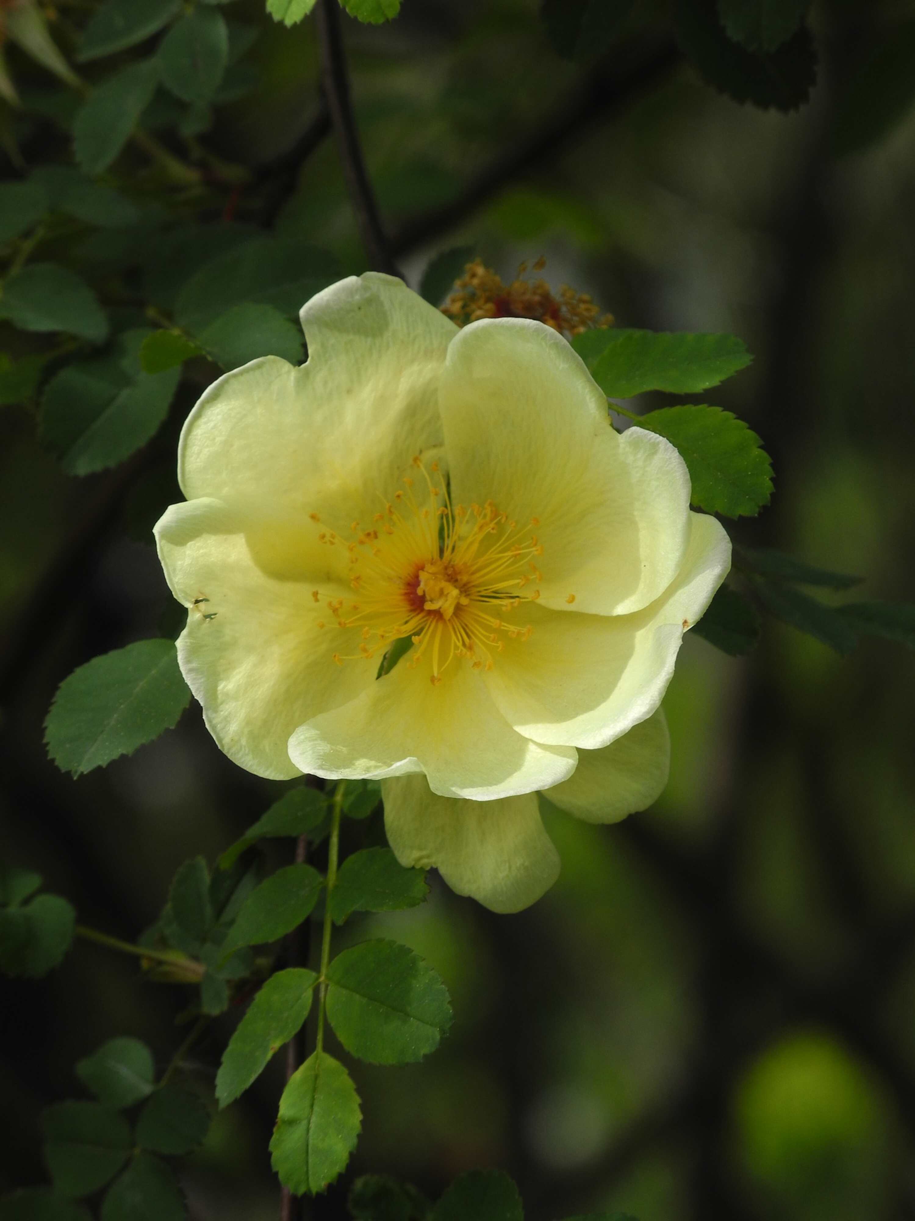 Kraftvollewelt Rock Rose_Foto bennimax_pixabay