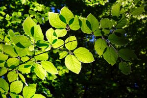 Beech Foto von Marisa04_pixabay