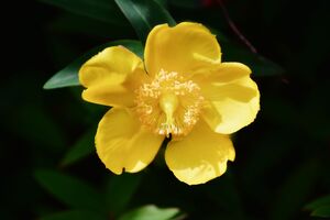 Agrimony_Fotocredit 2204574_pixabay