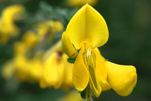 Gorse Foto von Didgeman_pixabay