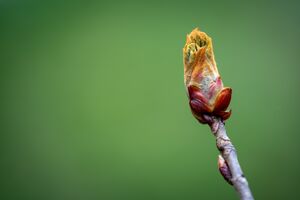 Chestnut Bud nach Bach Foto von Mammiya_pixabay