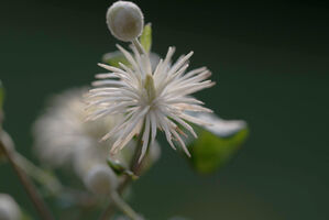 Bluetenessenz nach Bach Clematis