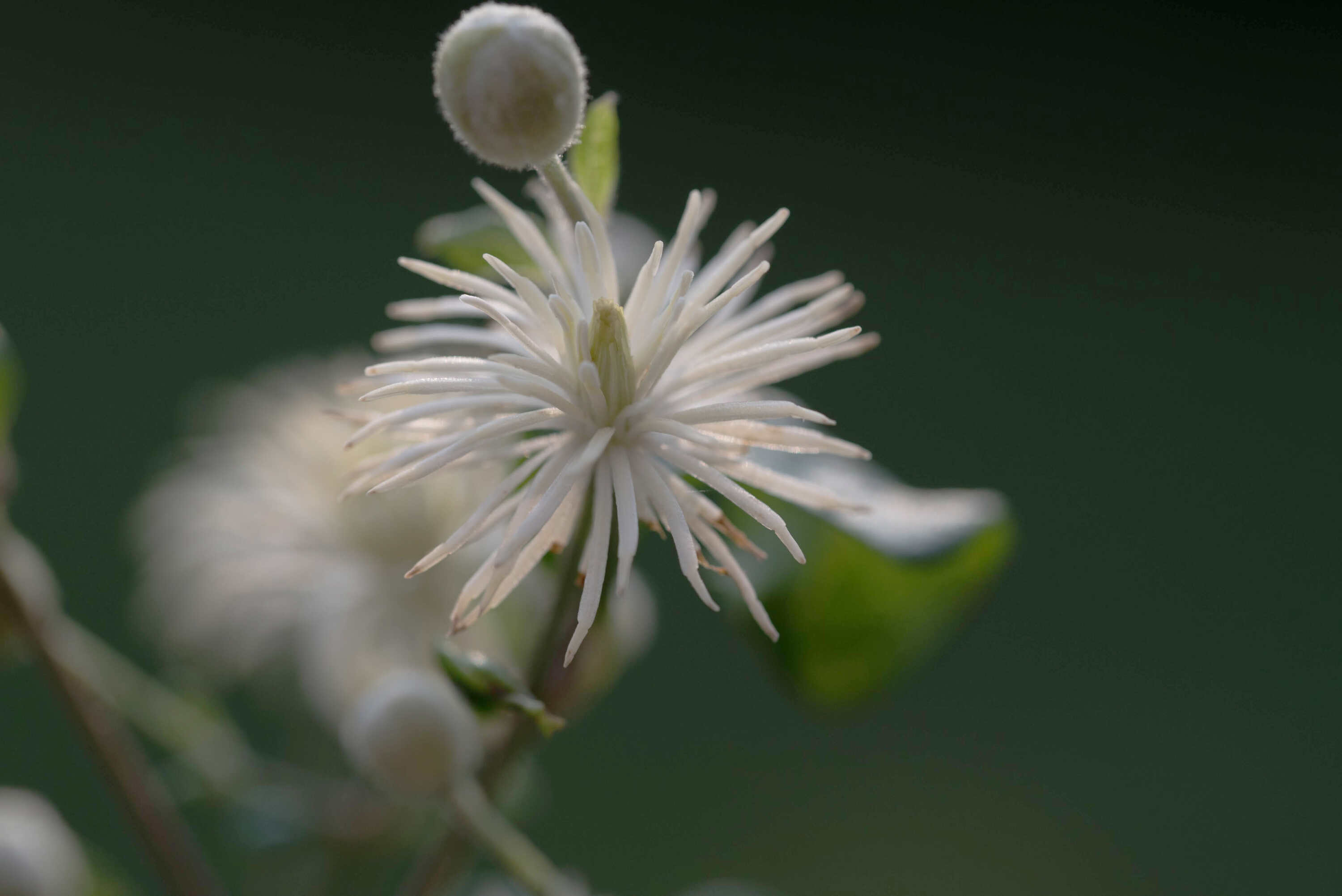 Bluetenessenz nach Bach Clematis