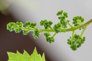 Kraftvollewelt Vine Bluetenessenz nach Bach_Fotocredit analogicus_pixabay