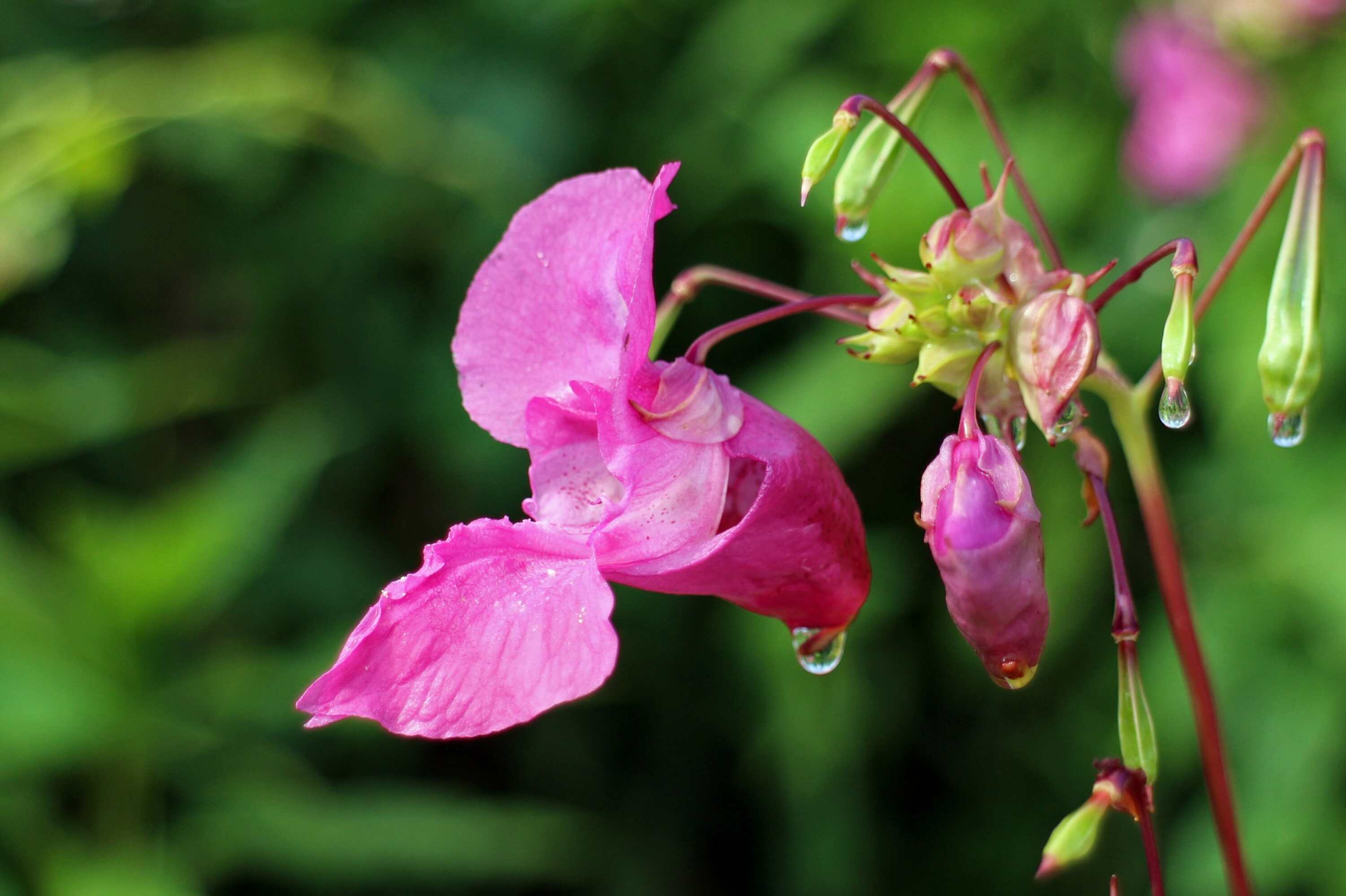 Impatiens Foto von Antranias_pixabay