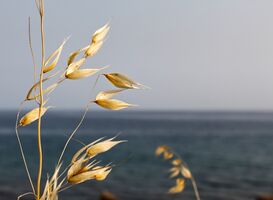 Wild Oat_Fotocredit Nicholas Demetriades_pixabay