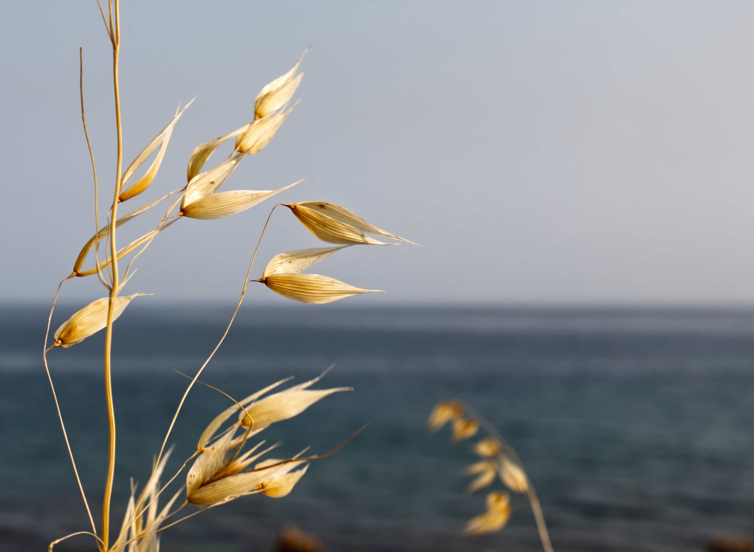 Wild Oat_Fotocredit Nicholas Demetriades_pixabay