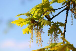 Oak Bluetenessenz nach Bach_Fotocredit manfredrichter_pixabay