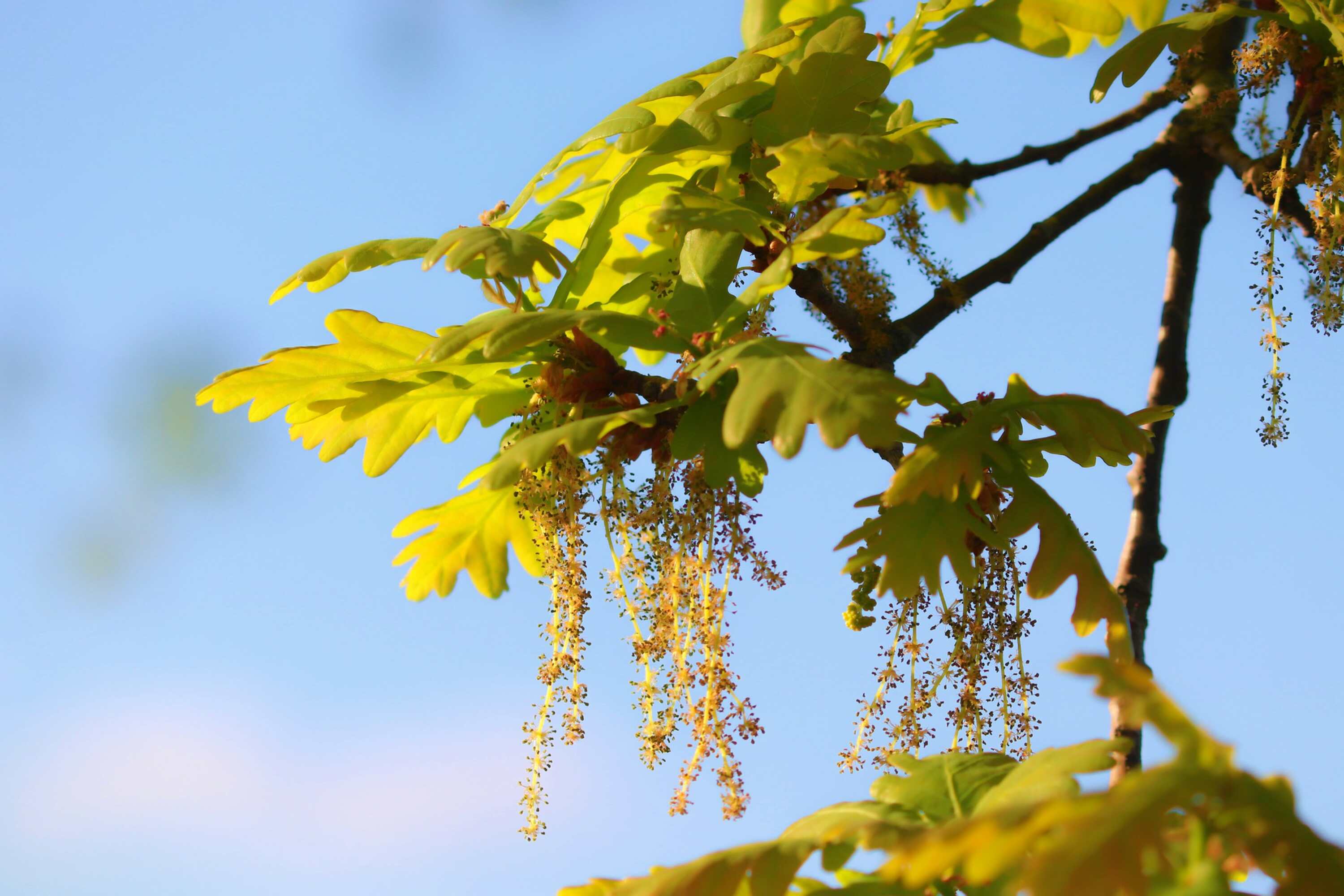 Oak Bluetenessenz nach Bach_Fotocredit manfredrichter_pixabay