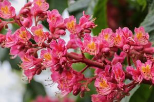 Bluetenessenzen nach Bach Red Chestnut_Fotocredit manfredrichter_pixabay