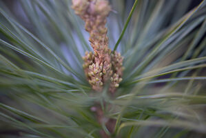 Pine Bluetenessenz nach Bach 