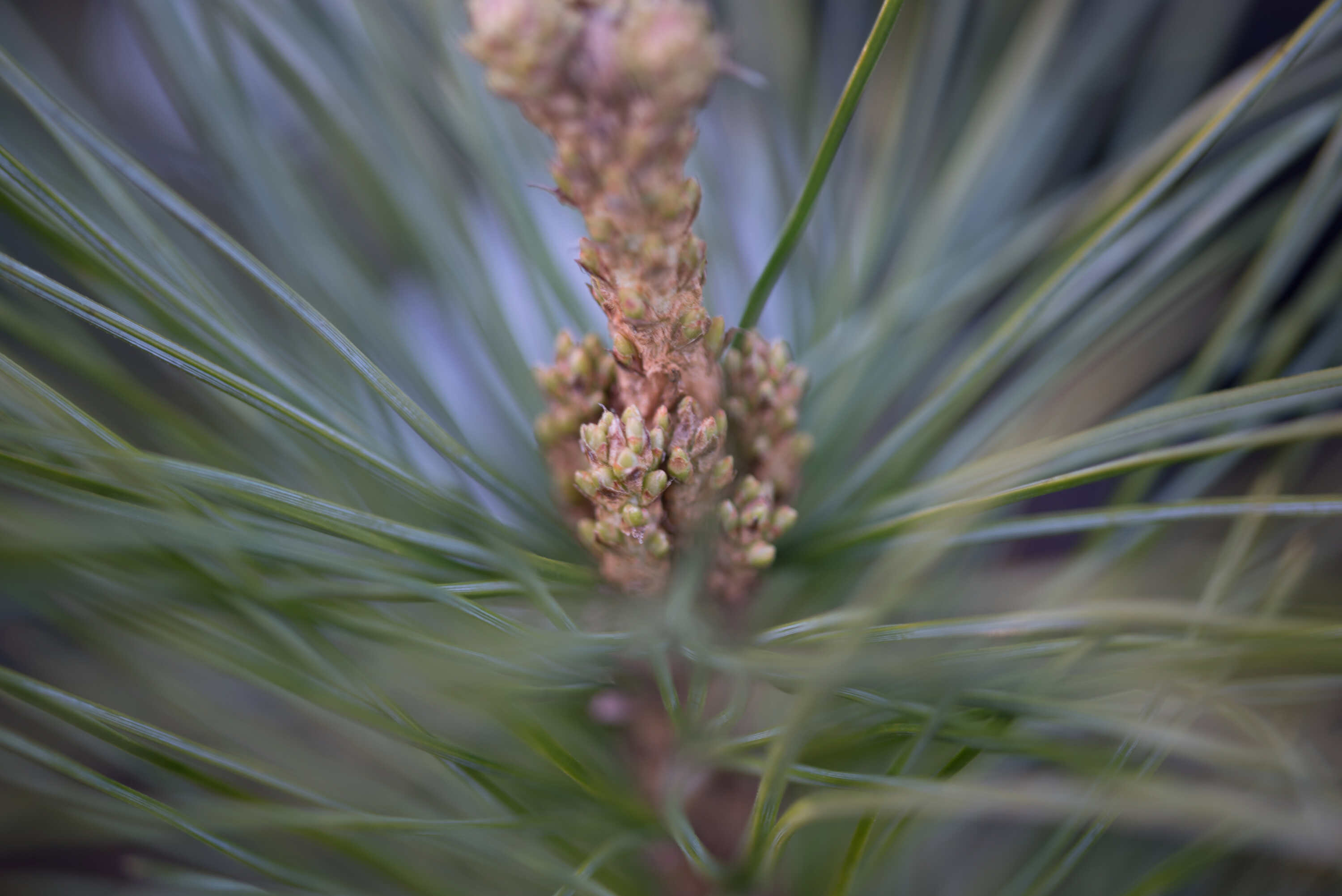 Pine Bluetenessenz nach Bach