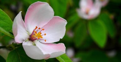 Carb Apple Foto von barnafe_pixabay