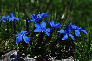 Gentian Bluetenessenz nach Bach Foto von elkeszakacs_pixabay