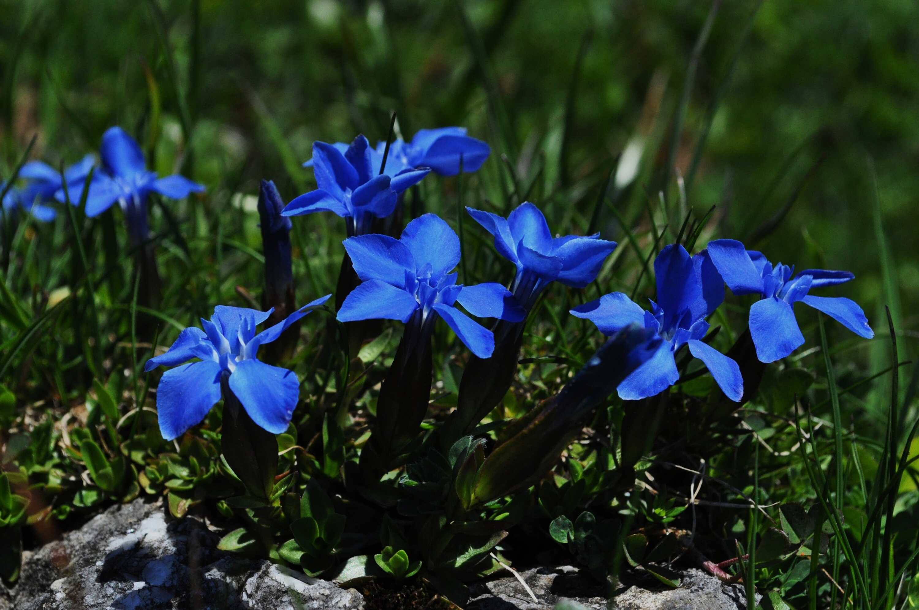 Gentian Bluetenessenz nach Bach Foto von elkeszakacs_pixabay