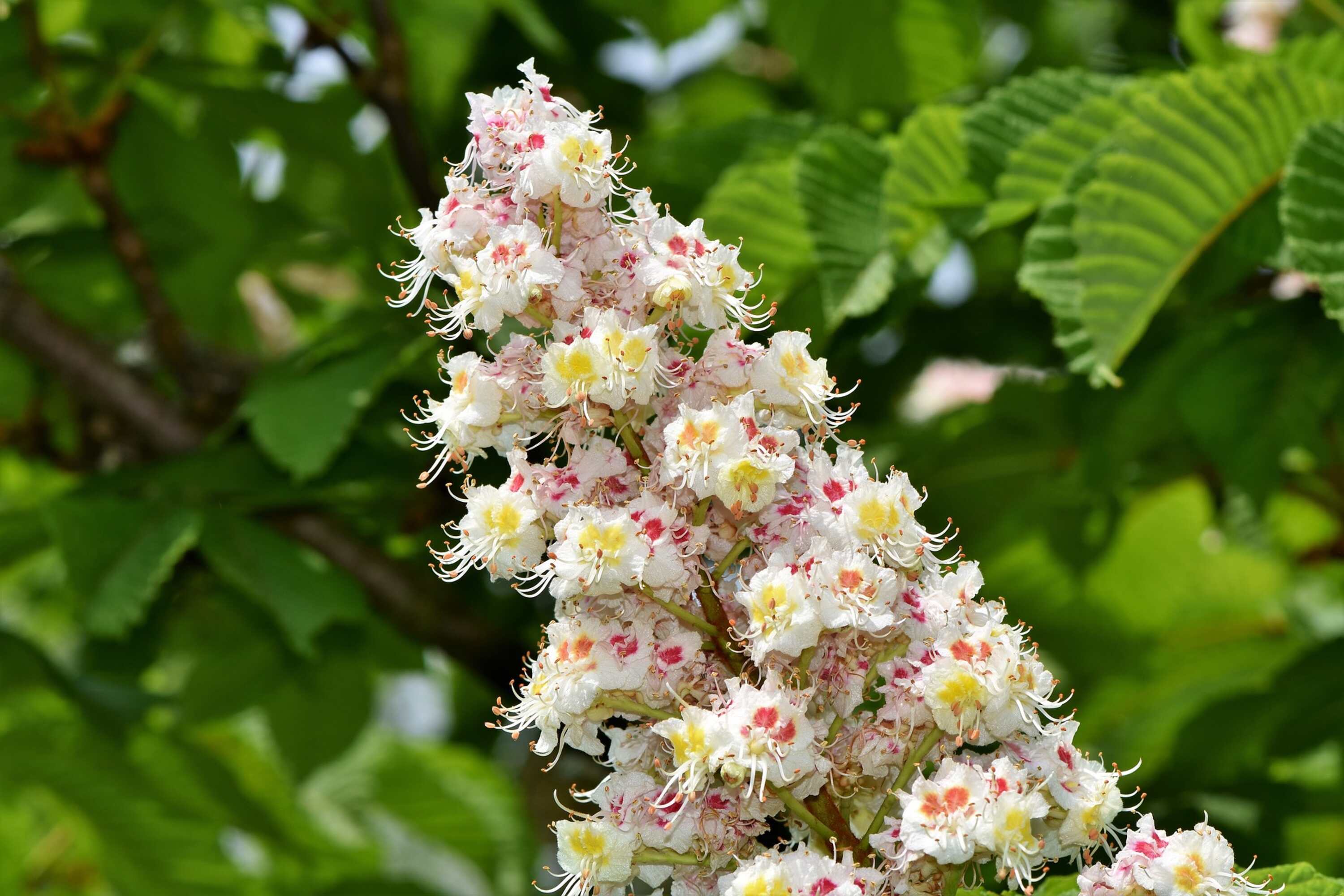 White Chestnut_Foto Capri23auto_pixabay