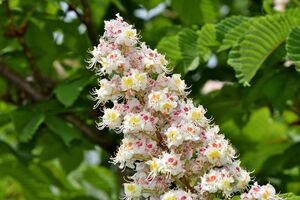 White Chestnut_Foto Capri23auto_pixabay