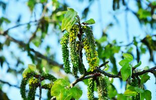 Kraftvollewelt Bluetenessenzen Aspen_Fotocredit congerdesign_pixabay