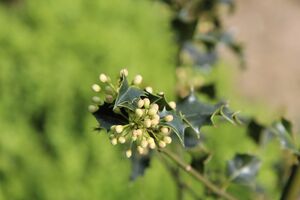 Holly Foto von Etienne-F59_pixabay