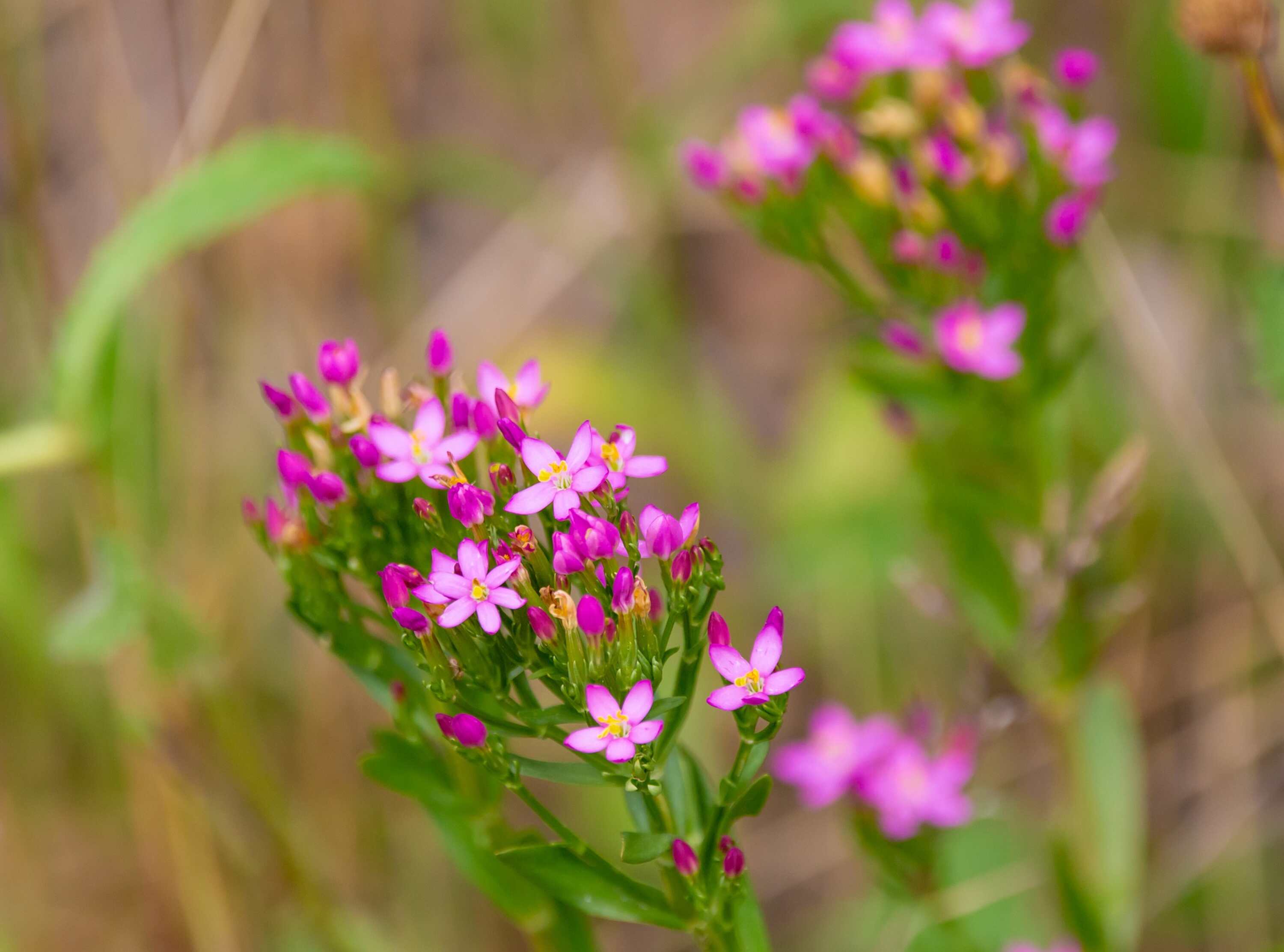 Centaury_Fotocredit TheOtherKev_pixabay