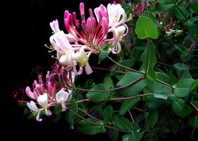 Huneysuckle Foto von Buntysmum_pixabay