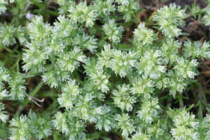 Scleranthus Foto von Henri Koskinen_shutterstock