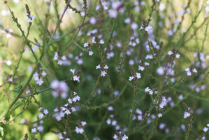 Vervain Bluetenessenzen nach Bach