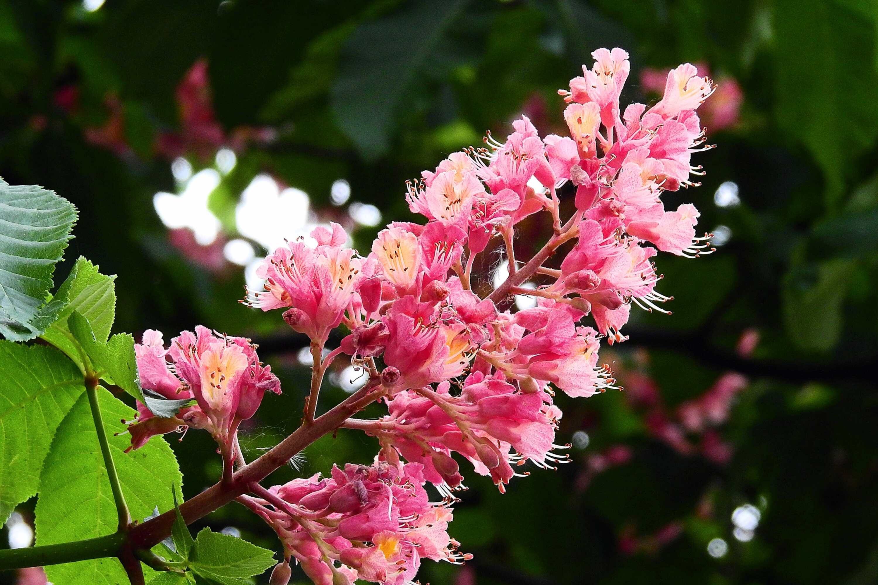 Bluetenessenzen nach Bach Red Chestnut_Fotocredit erwin66as_pixabay