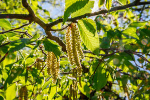 Hornbeam Bluetenessenz nach Bach Foto von nnattalli_shutterstock