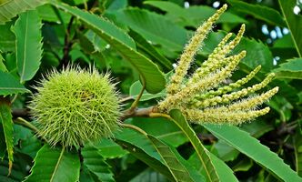 Sweet Chestnut_Credit MrGajowy3_pixabay