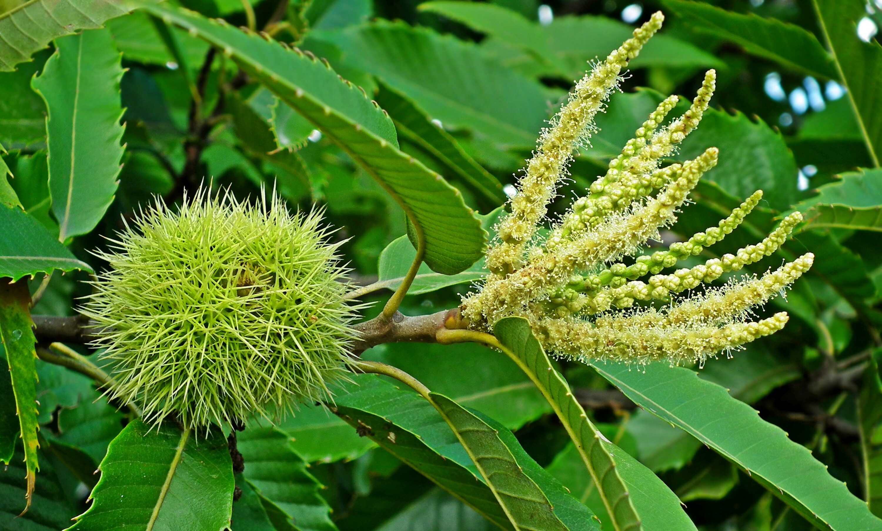 Sweet Chestnut_Credit MrGajowy3_pixabay