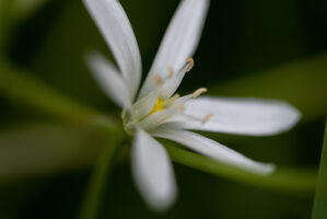 Kraftvolle Welt Star of Bethlehem Bluetenessenz nach Bach