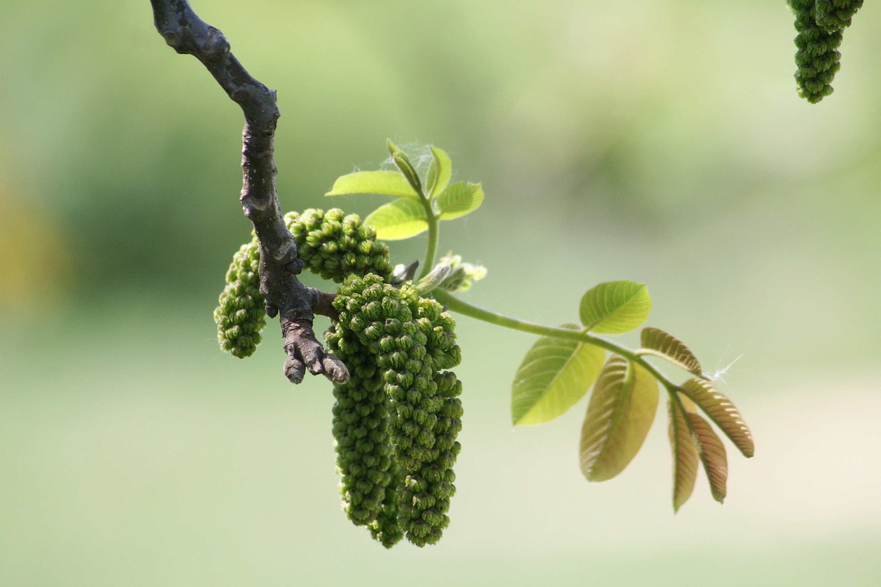 Walnut Foto von vargazs_pixabay