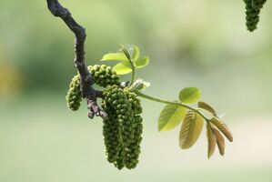 Walnut Foto von vargazs_pixabay