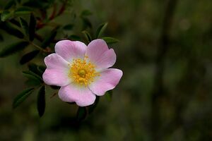 Wild Rose Foto von GAIMARD_pixabay