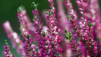 kraftvollewelt Heather Foto von nirolfix_pixabay