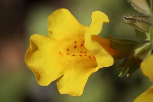 Mimulus Foto von Nennieinzweidrei_pixabay