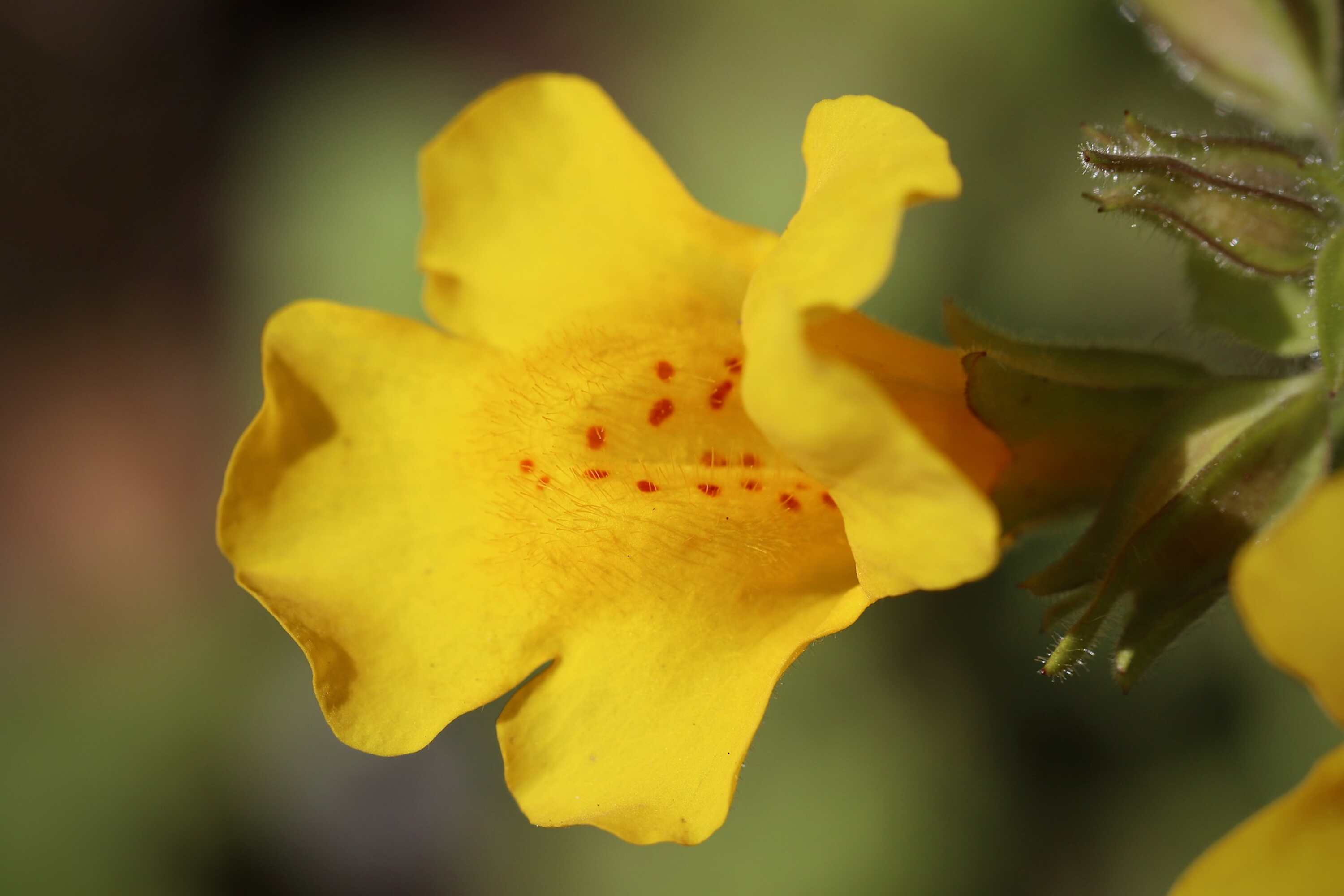 Mimulus Foto von Nennieinzweidrei_pixabay