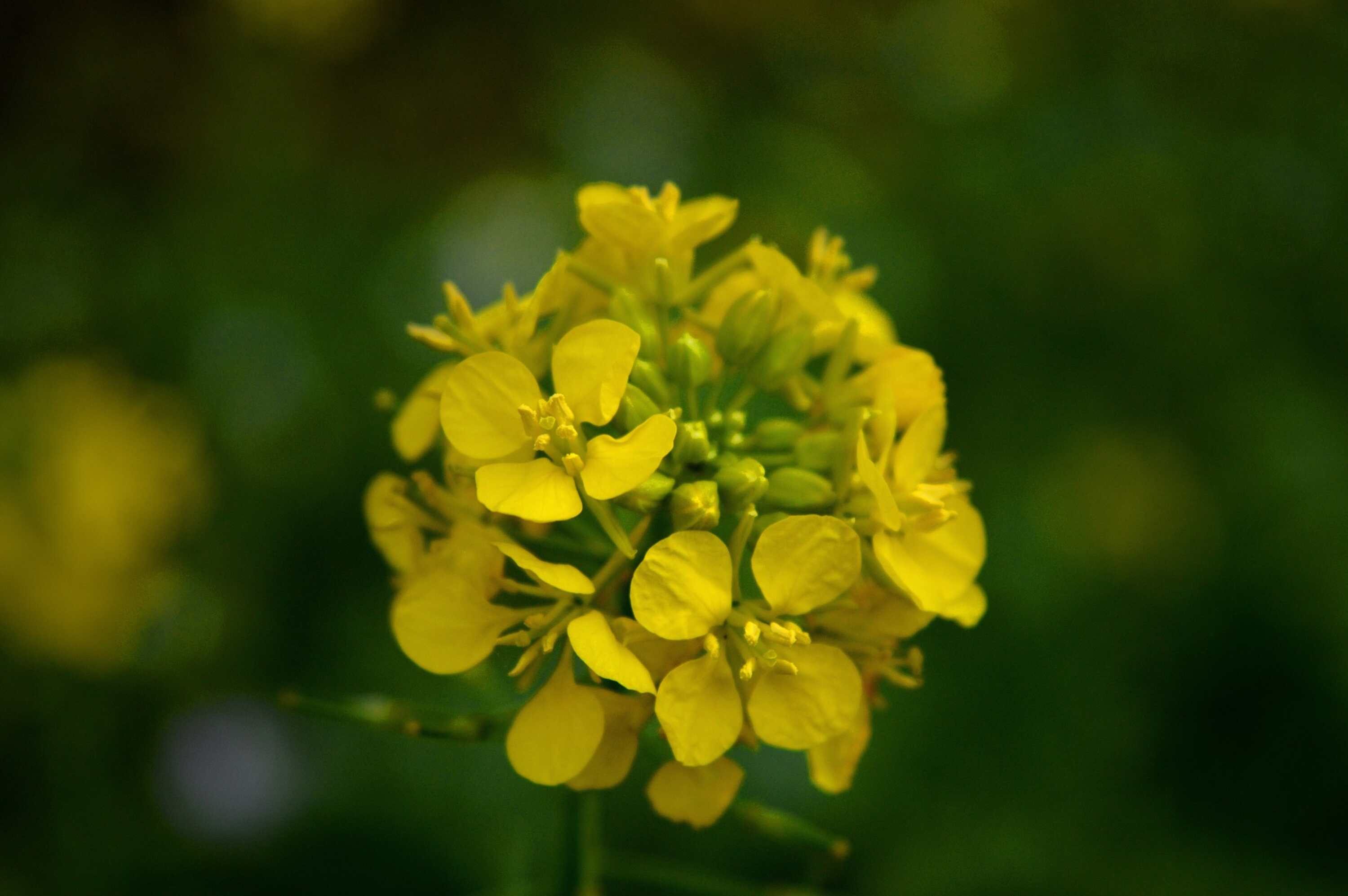 Kraftvollewelt Mustard nach Bach Foto von neelam279_pixabay