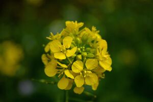 Kraftvollewelt Mustard nach Bach Foto von neelam279_pixabay
